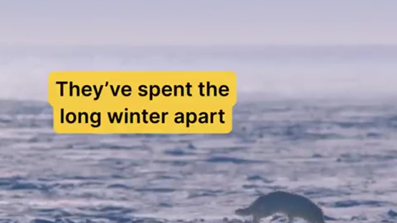 This male arctic fox has spent the winter away, and has returned to find his life long partner