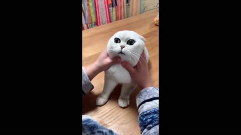 Funny cat videos - Cute cat videos - Cute animals - funny cats #shorts