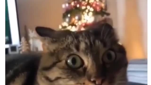 The cat is shocked by what is happening