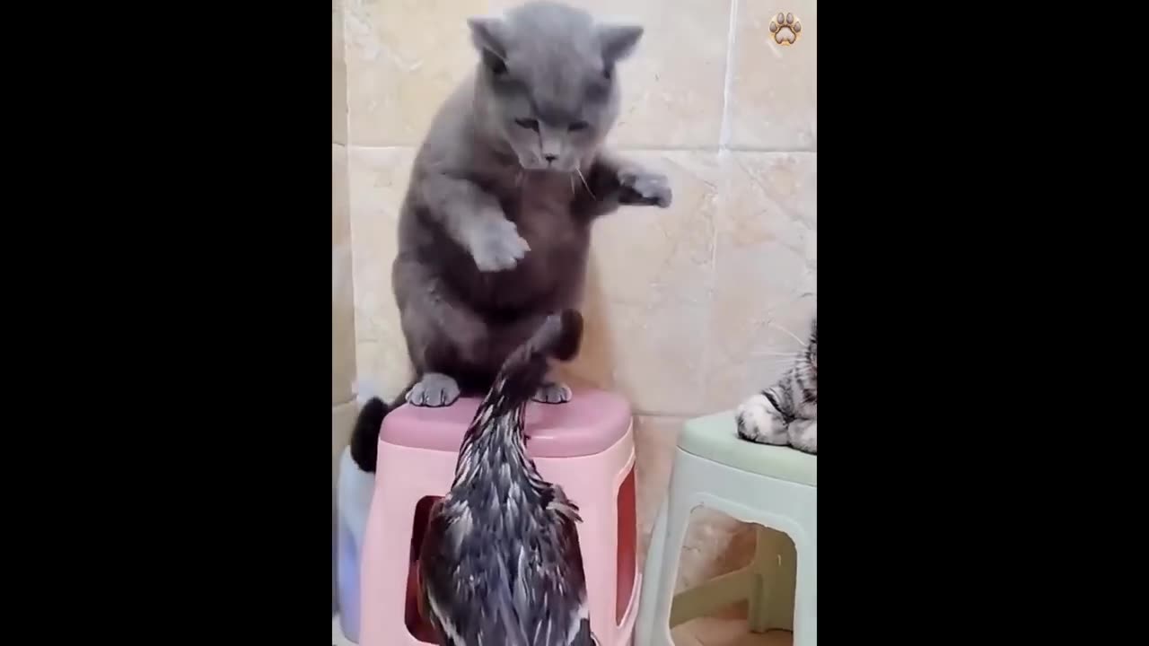 New Funny Animals 😂 Funniest Cats and Dogs Videos 😺🐶