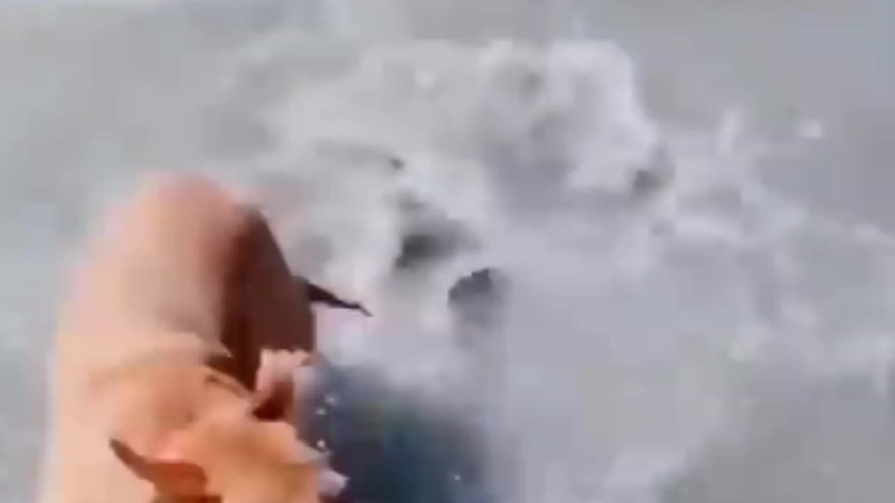 Funny animal videos 😂!! Funny dog videos