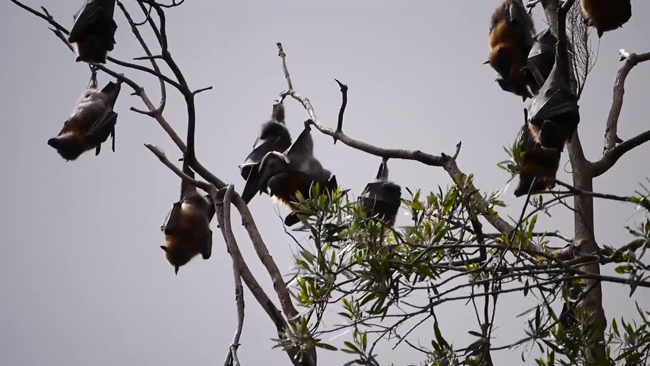 Bats Tree Wildlife Flying Animals Nature Fauna