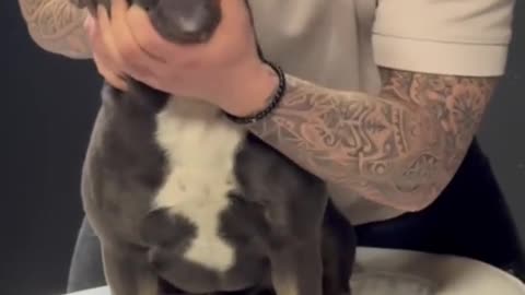 dogsoftiktok