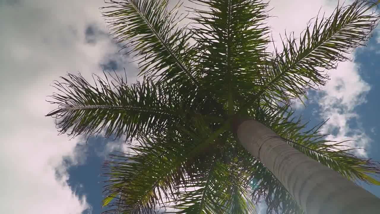 Summer Holiday Concept Looking Up At Palm Tree With Blue Sky And Clouds