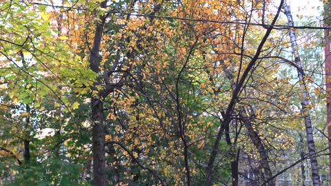 Falling yellow leaves and Hosico