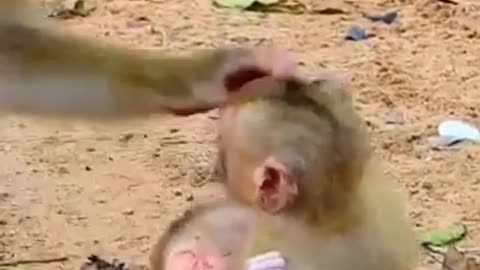 Monkey with mom