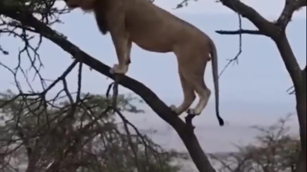 Lion vs buffalo fight