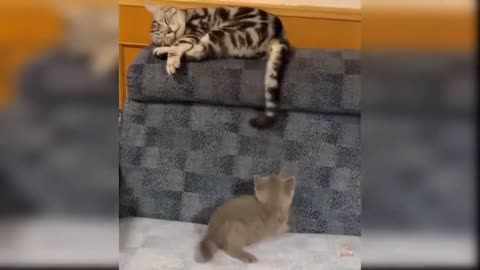 Funny Cats😺😺