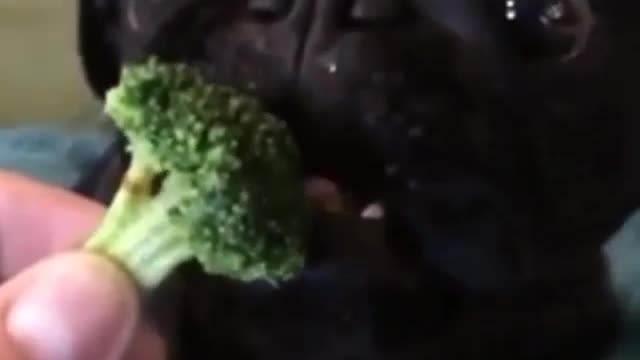 A puppy eating broccoli