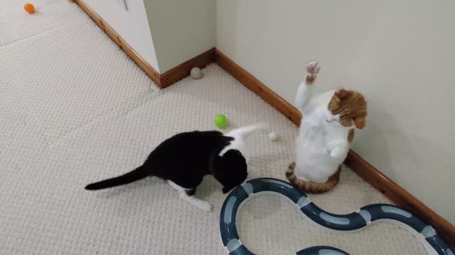 Cats Play Fighting 4K