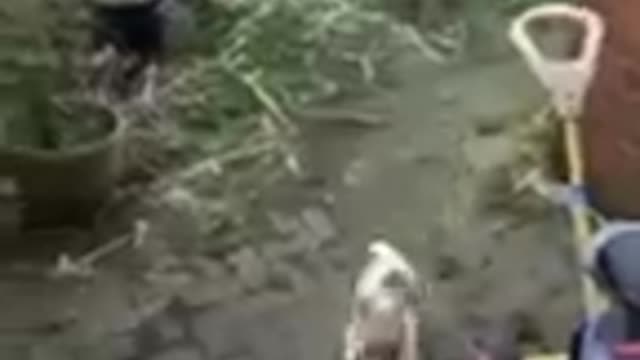The most popular pet's compilation part 2