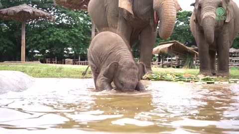 Baby Elephant Wan Mai Outing