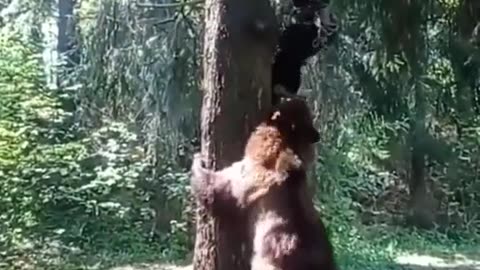 Tourist hiker attack by bear