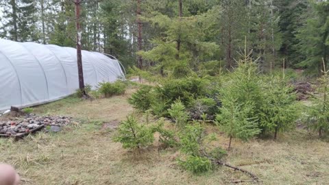 Syötävä metsäpuutarha - Helpoin tapa saada ruokaa?