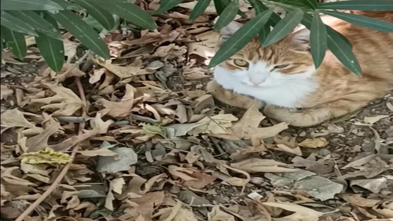 A cute and beautiful cat is resting