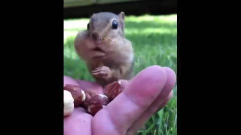 Cute animal vids