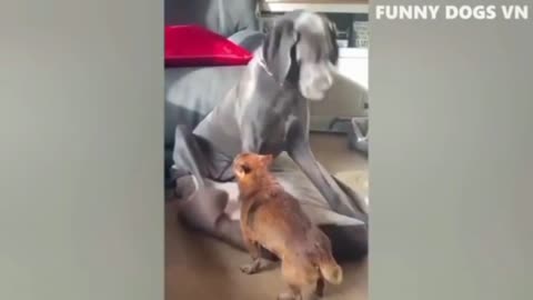 Funny dogs and cats video | Best video 2023