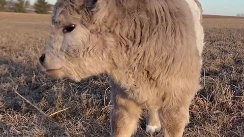 Highland Cow