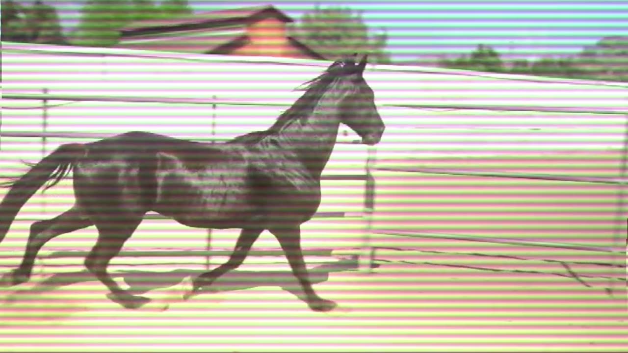 random horse edit