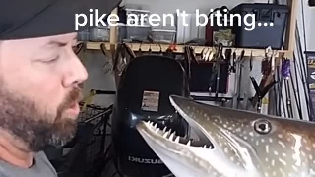 I'd just be happy to catch a pike..