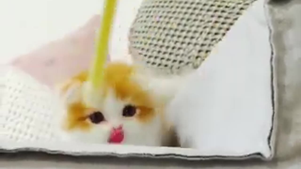 Cute Cat Funny Videos