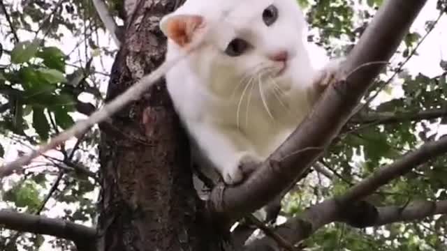 Funny animals are so funny that the cat is too funny and unhappy