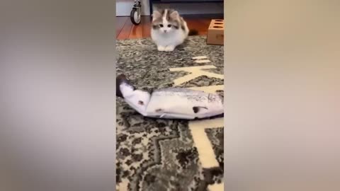 Cats funny &fight