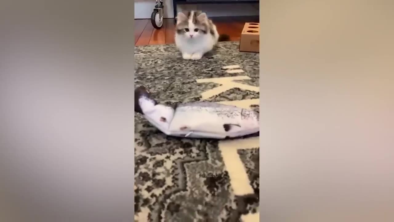 Cats funny &fight