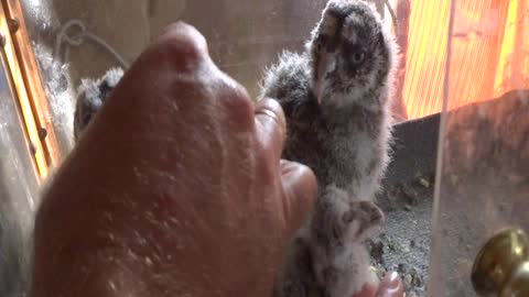 Feeding Young Great Grey Owl Chicks