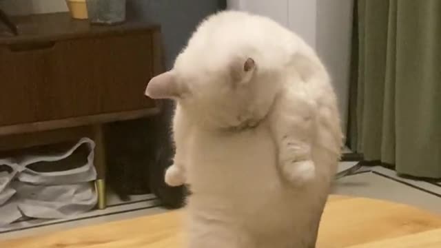 The gas can is a little tired of the daily cat