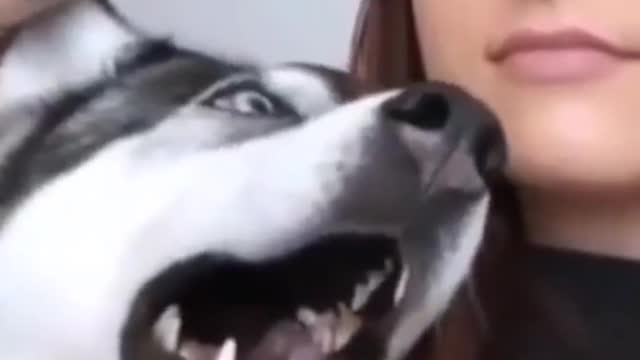 Funny Cat and Dog Videos | Funny Shorts Videos | The Pet | #Shorts