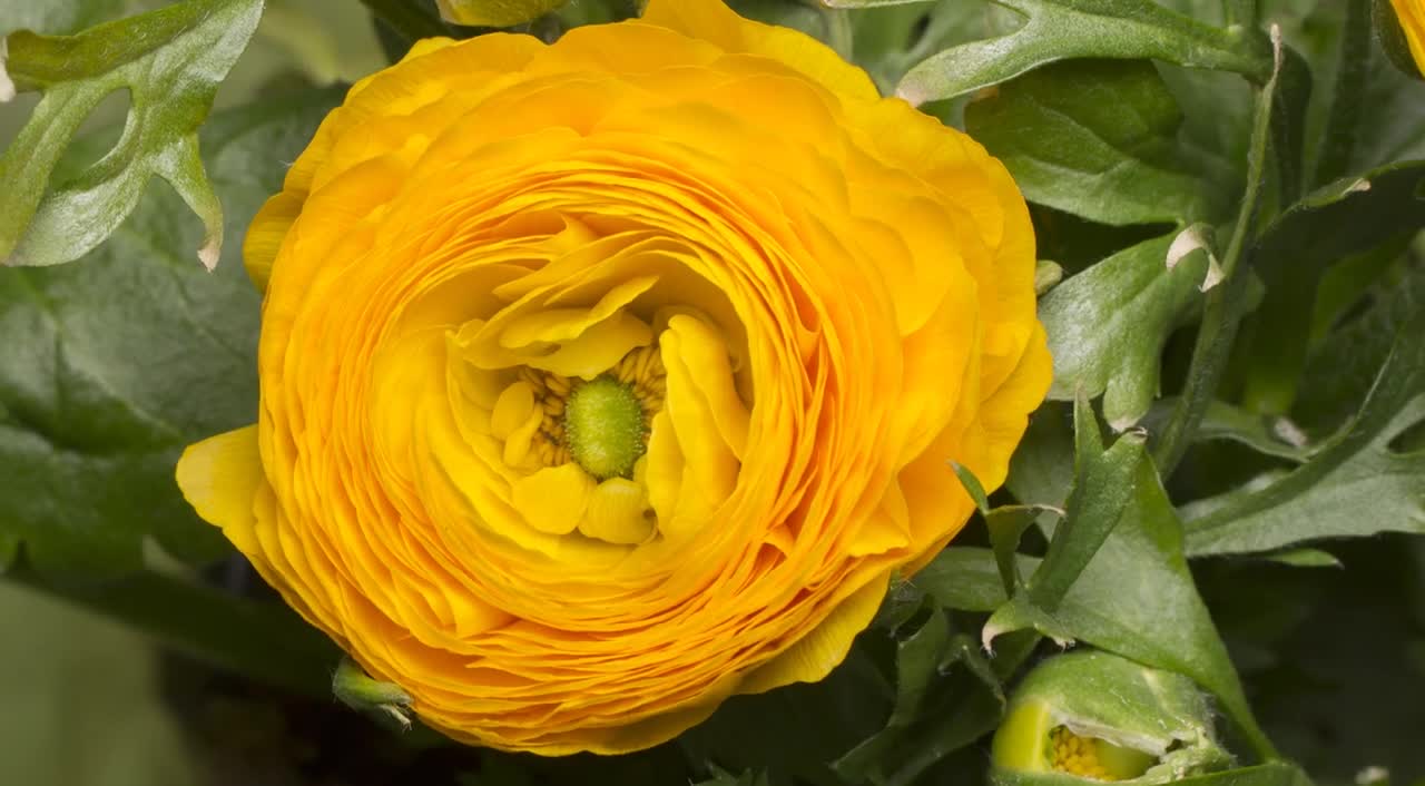 Yellow Flower Blooming Nature Beauty