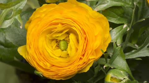 Yellow Flower Blooming Nature Beauty