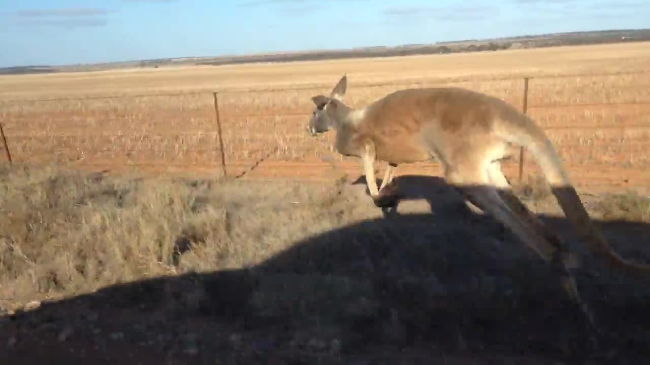 Kangaroos Racing in the South Australian Outback