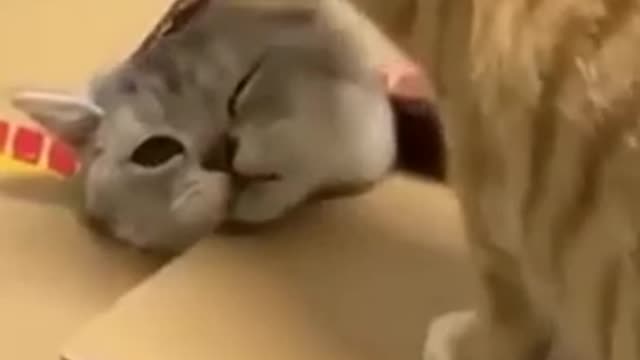 Funny cat funny cat video compilation