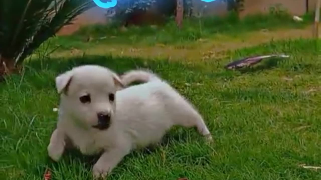 Cute Dog video