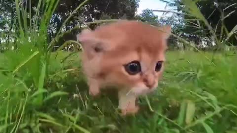 Cute and Funny Cat Videos to Keep You Smiling! 🐱