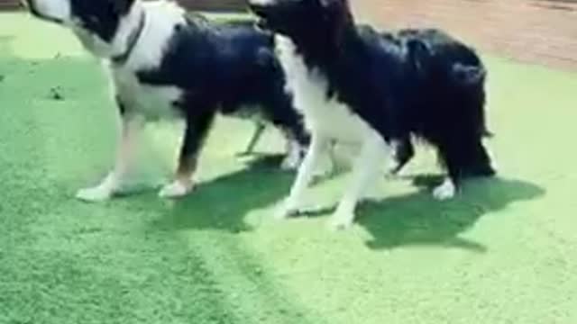 Cute dog video|| it time to laugh with dog #97#96#shorts#143