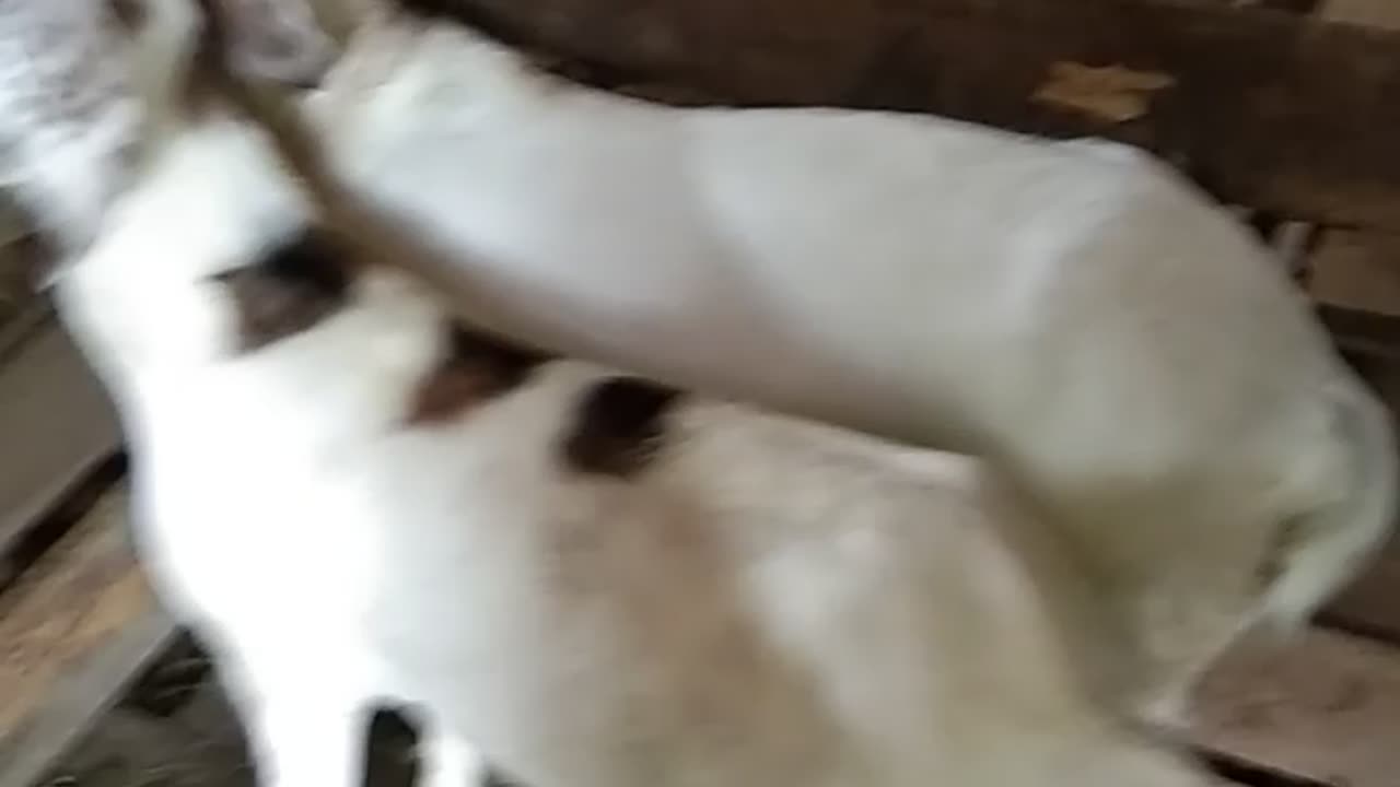 This is goat