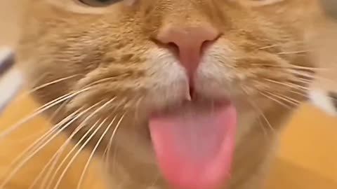 Cat 🐈😺 😍😍😍😍