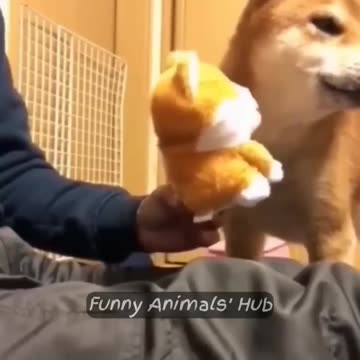 Funny Animal Videos 😂 Try Not To Laugh 🤣 Funniest