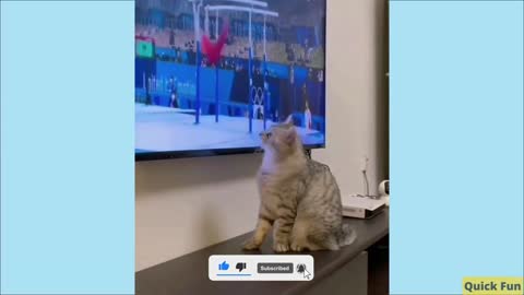 Dogs and Cats, Baby Pets Funny Videos
