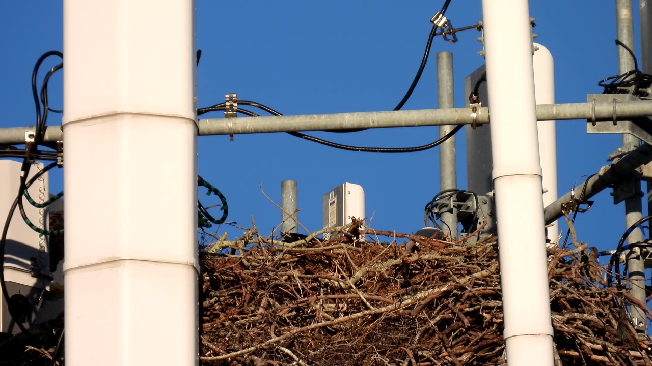 Bald Eagles Swap Nesting Duty