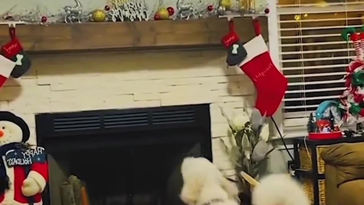 Stupide animals