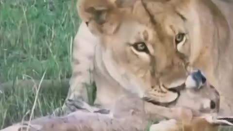 LION CAUGHT BABY DEAR