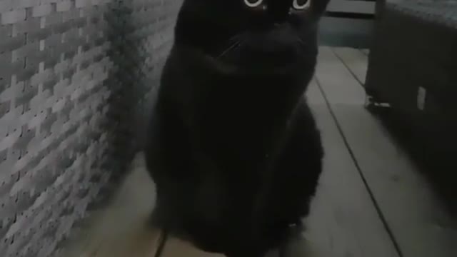 Black cat