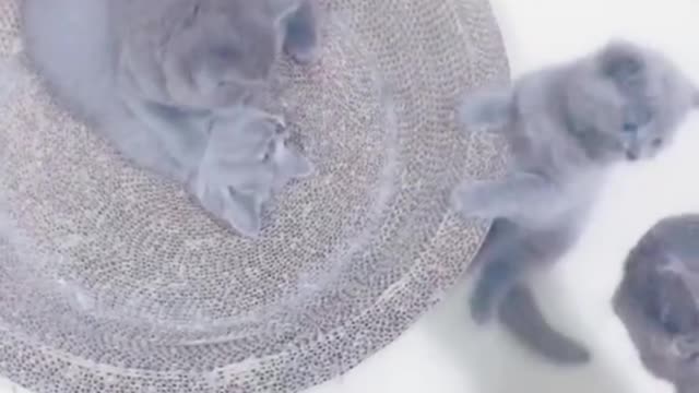 A cat has so many births, he is unhappy and dead