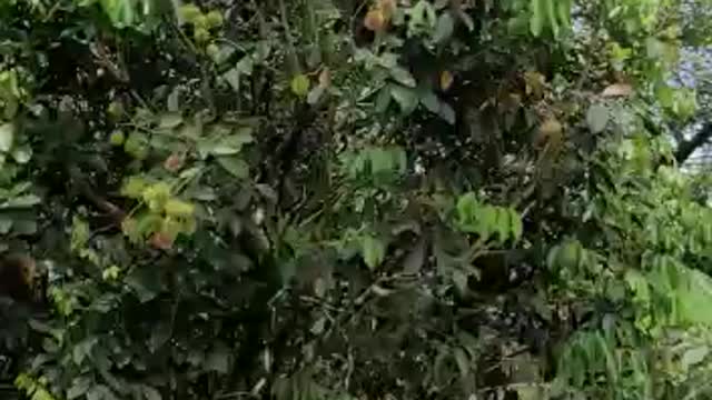 Costa Rica agua sarcas