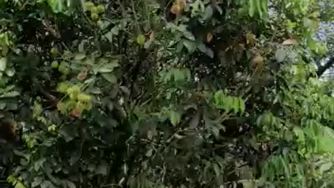 Costa Rica agua sarcas