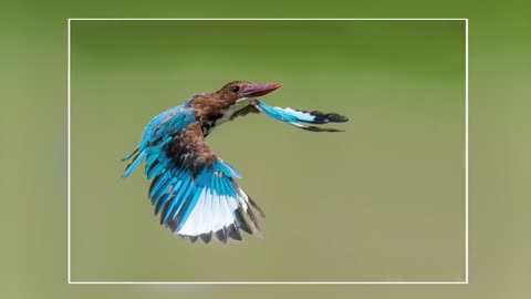 Print the subject bird pictures for your wallpaper